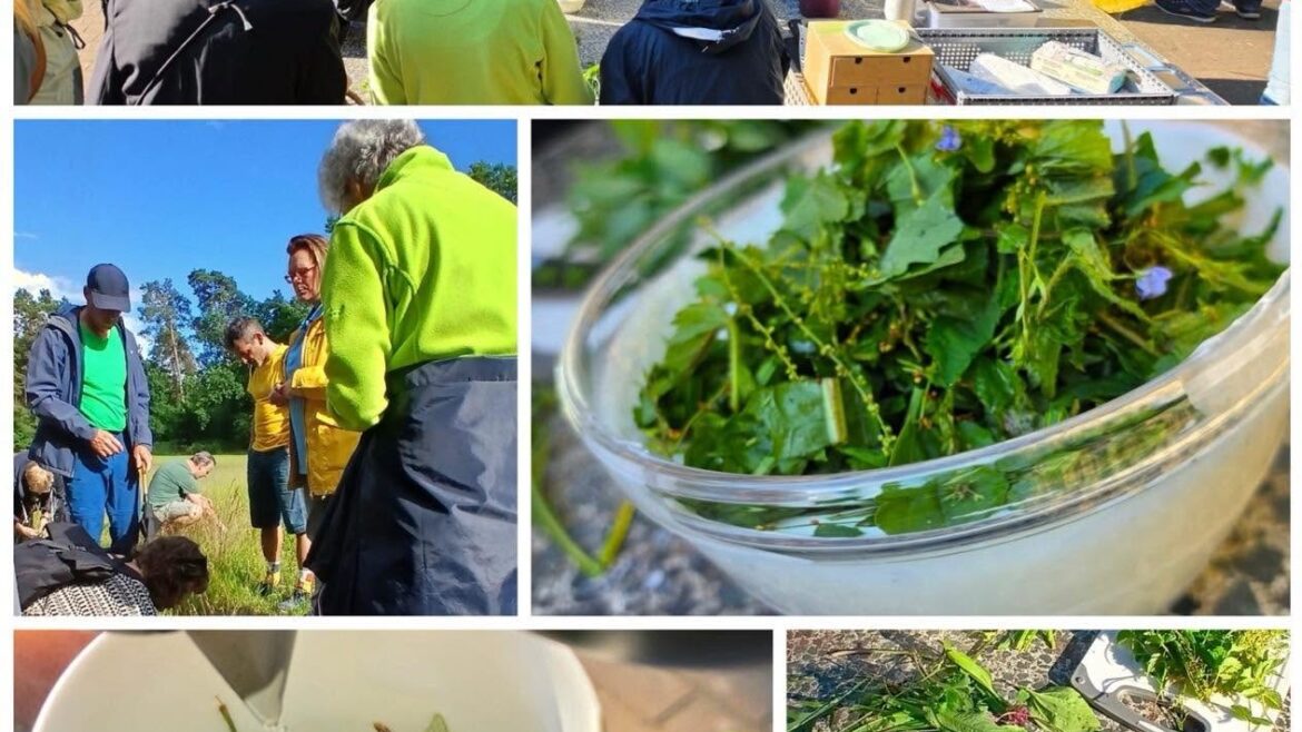Kräuterwanderung: Gruppe sammelt und verarbeitet Wildkräuter, dazu Kräutersalat, Kräutertee und belegtes Brot